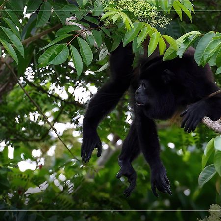 Hotel De Campo Caño Negro المظهر الخارجي الصورة